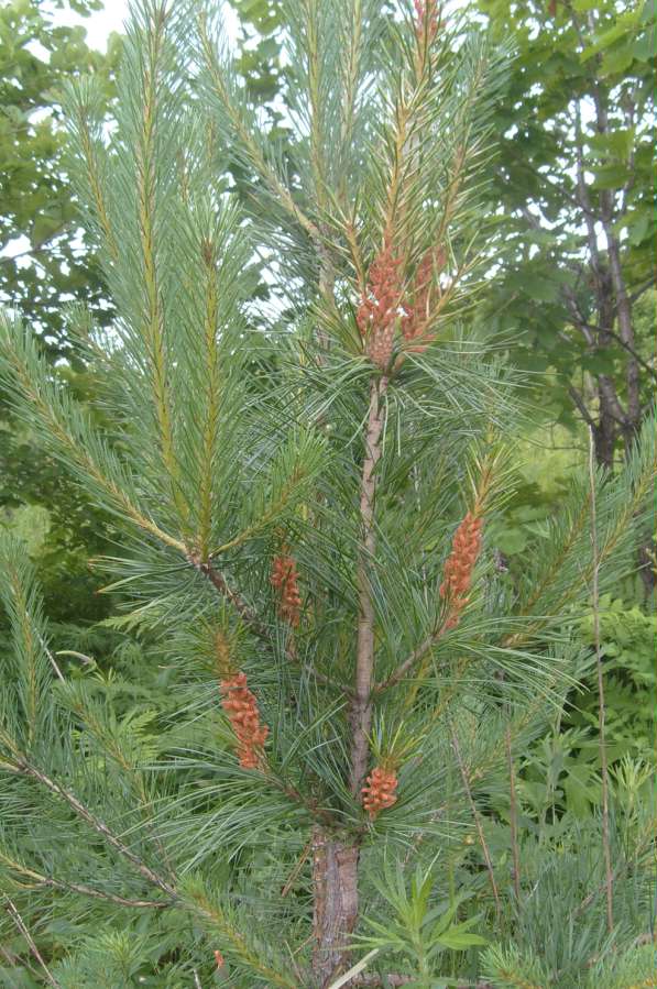 �����ɼ޽Ӻ��ɼ�������������ɾ���Ч�棬��ʹ������ǰ��ʵ